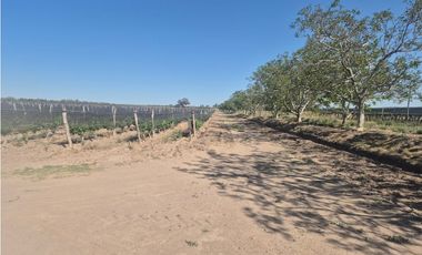 ¡GRAN OPORTUNIDAD DE INVERSIÓN! VENDE FINCA EN RIVADAVIA, MZA.