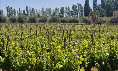 VENDE LOTEO EN LUNLUNTA, MAIPÚ, MENDOZA.