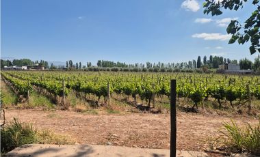 VENDE FINCA EN LUNLUNTA, MAIPÚ, MENDOZA.