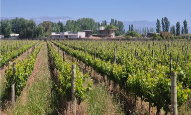 VENDE FINCA EN LUNLUNTA, MAIPÚ, MENDOZA.