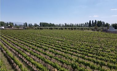 VENDE FINCA EN LUNLUNTA, MAIPÚ, MENDOZA.