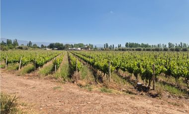 VENDE FINCA EN LUNLUNTA, MAIPÚ, MENDOZA.
