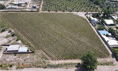 VENDE FINCA EN LUNLUNTA, MAIPÚ, MENDOZA.