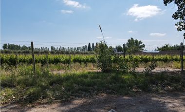 VENDE FINCA EN LUNLUNTA, MAIPÚ, MENDOZA.