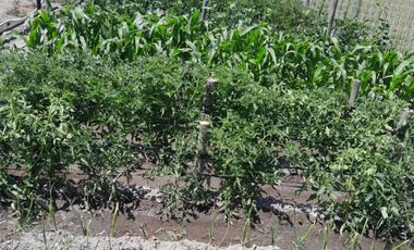 VENDO PARCELA EN PERALILLO