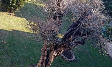 Terreno en Isidro Casanova