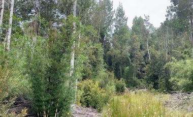 Parcelas 5.000 m² en Maullín - Puerto Montt