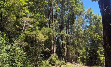 EN VENTA PARCELA ORILLA LAGO SAN ANTONIO CHILOE