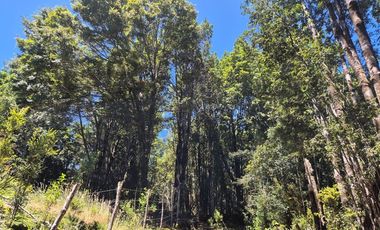 VENTA PARCELA C/ ACCESO A LAGO SAN ANTONIO CHILOE