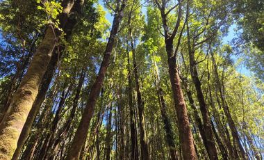 VENTA PARCELA C/ ACCESO A LAGO SAN ANTONIO CHILOE