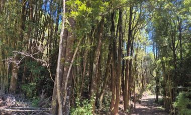 VENTA PARCELA C/ ACCESO A LAGO SAN ANTONIO CHILOE