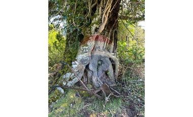 ¡Oportunidad única! Parcela Lago Chapo, 10,000m²