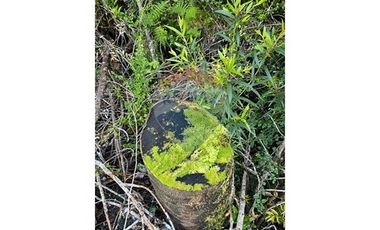 ¡Oportunidad única! Parcela Lago Chapo, 10,000m²