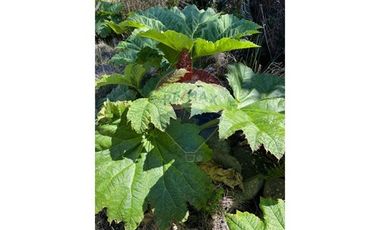 ¡Oportunidad única! Parcela Lago Chapo, 10,000m²