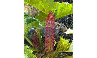 ¡Oportunidad única! Parcela Lago Chapo, 10,000m²