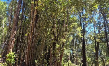 EN VENTA PARCELA CON ORILLA LAGO, QUELLON