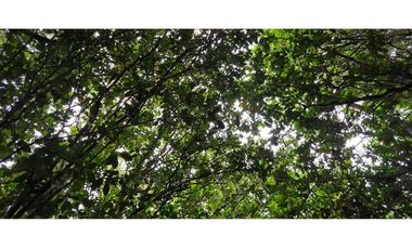 VENTA PARCELA 5000 m, PUQUELDON, ISLA LEMUY