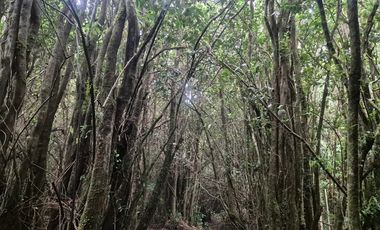 VENTA PARCELA 5000 m, PUQUELDON, ISLA LEMUY