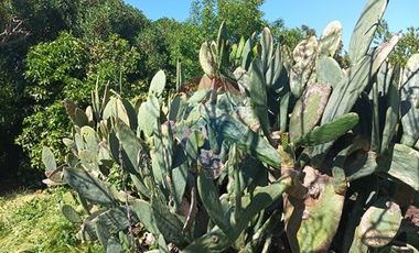 Parcela con frutales crecidos en M. Pinto