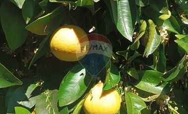 Parcela con frutales crecidos en M. Pinto