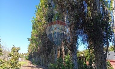 Parcela con frutales crecidos en M. Pinto