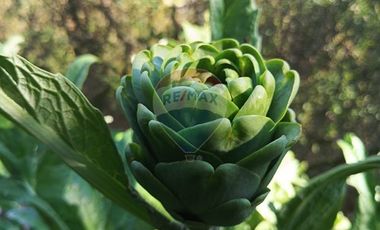 Parcela con frutales crecidos en M. Pinto