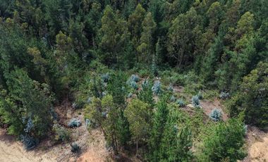 Entre mar y bosque Puertecillo