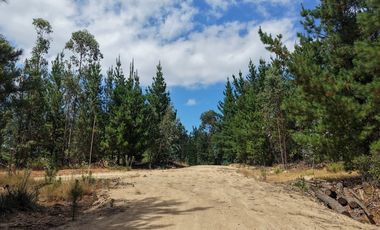 Entre mar y bosque Puertecillo