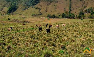 Vendo Finca productiva de 550 cuadras en venta Betulia, Antioquia
