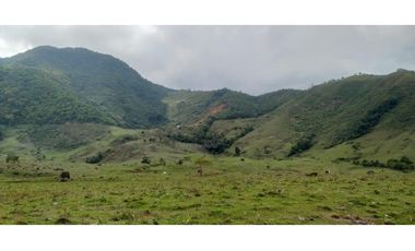 Vendo Finca productiva de 550 cuadras en venta Betulia, Antioquia