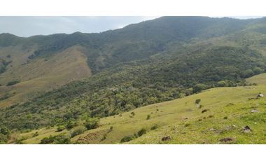 Vendo Finca productiva de 550 cuadras en venta Betulia, Antioquia