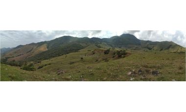 Vendo Finca productiva de 550 cuadras en venta Betulia, Antioquia