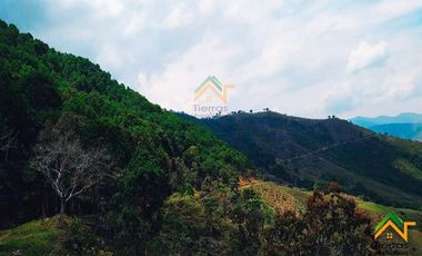 Vendo Finca productiva de 550 cuadras en venta Betulia, Antioquia
