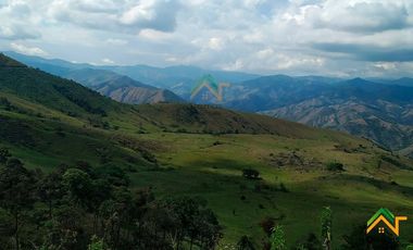 Vendo Finca productiva de 550 cuadras en venta Betulia, Antioquia