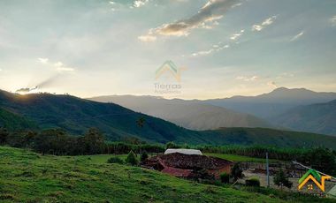Vendo Finca productiva de 550 cuadras en venta Betulia, Antioquia