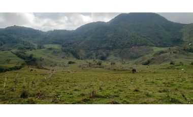 Vendo Finca productiva de 550 cuadras en venta Betulia, Antioquia