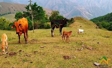 Vendo Finca productiva de 550 cuadras en venta Betulia, Antioquia