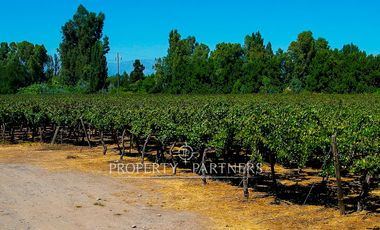 Campo agrícola en Buin – Alta proyección inmobiliaria y productiva