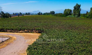 Campo agrícola en Buin – Alta proyección inmobiliaria y productiva