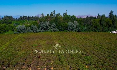 Campo agrícola en Buin – Alta proyección inmobiliaria y productiva