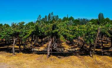 Campo agrícola en Buin – Alta proyección inmobiliaria y productiva