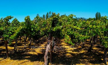 Campo agrícola en Buin – Alta proyección inmobiliaria y productiva