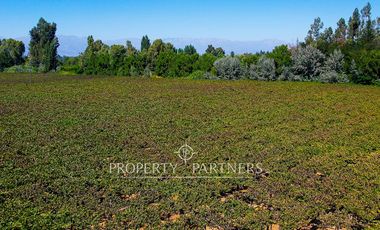 Campo agrícola en Buin – Alta proyección inmobiliaria y productiva