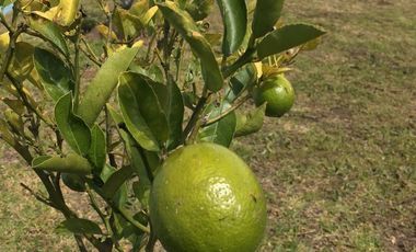 Venta terreno Cochasquí, 60ha para florícola junto a canal de riego