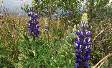 Venta terreno Cochasquí, 60ha para florícola junto a canal de riego