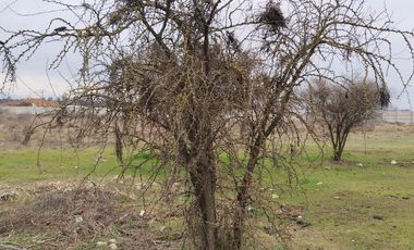 Grace Kelm Vende hermosa Parcela Plana con luz y cercado, a minutos de ruta 5 Sur en Linares