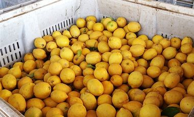 Agrícola en Venta en Camino a Embalse Lliu Lliu - LIMACHE.