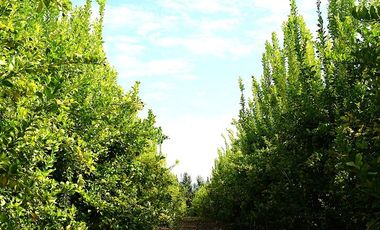 Agrícola en Venta en Camino a Embalse Lliu Lliu - LIMACHE.