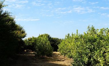 Agrícola en Venta en Camino a Embalse Lliu Lliu - LIMACHE.