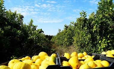 Agrícola en Venta en Camino a Embalse Lliu Lliu - LIMACHE.